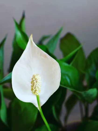 A close-up of a Peace Lily bloom, showcasing its simple yet striking beauty. These plants communicate their needs clearly; they will droop slightly when they need water, making them great for beginner plant owners.