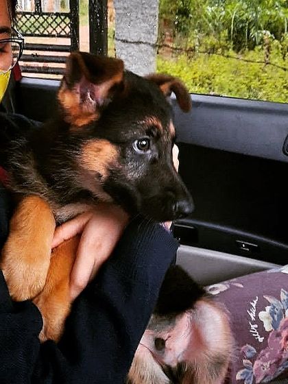 The first car ride home with a new puppy can be stressful for them. This was Theo's first day, and he was anxious and got carsick. It's a reminder that we need to be patient and empathetic as they adjust to a whole new world.