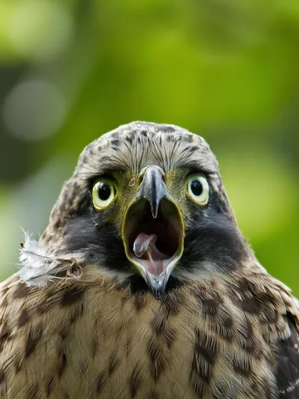 A Crested Goshawk chick calls out from its perch. The wide-open beak and large eyes convey a sense of urgency and hunger.