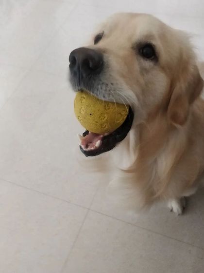 Aditi - In-Home Pet Sitting Meet the Whole Gang photo 31