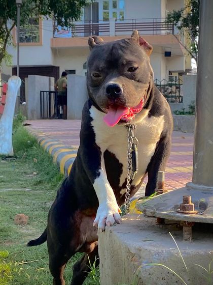 Sultan posing like a pro, with one paw up on a concrete block.