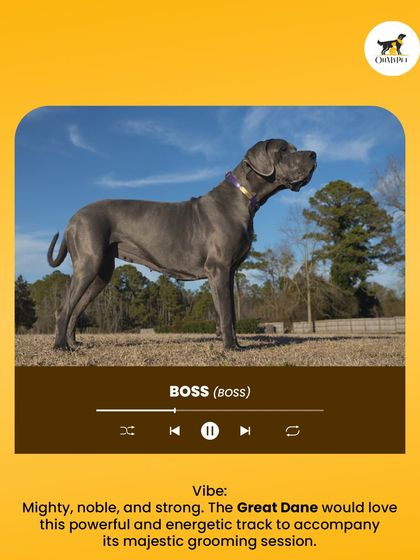 Oh My Pet - At-home Pet Grooming What's Your Pet's Personality? photo 6