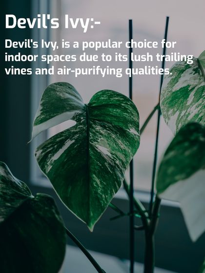 Devil's Ivy, also known as Pothos, is a top choice for office spaces due to its beautiful trailing vines and air-purifying abilities. Its variegated leaves, seen here up close, add visual interest, and it thrives even in low-light conditions.