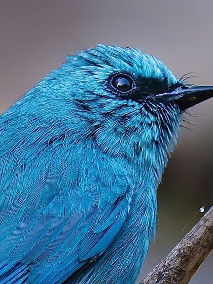 A close-up of the Verditer Flycatcher, showcasing its uniform, vibrant blue-green plumage. The texture of the feathers and the dark lores that create a mask-like effect are captured with precision.