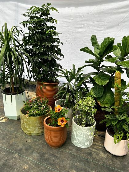 Make My Garden - Nursery & Gardening Store (Retail) Indoor & Air Purifying Plants photo 32