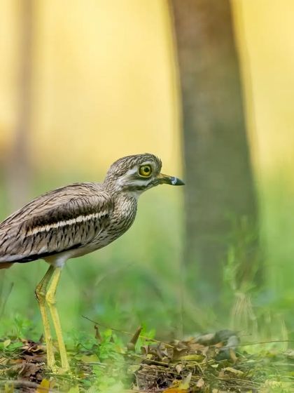An Indian Stone-curlew, a ground-dwelling bird of the Aravallis, with its large, striking yellow eyes.