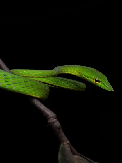A Green Vine Snake perfectly camouflaged on a branch. This image, part of my "Green Love" series, celebrates the way animals blend into their life-giving habitats.