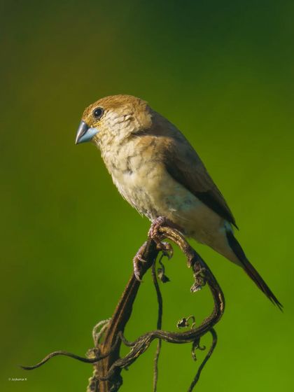An Indian Silverbill perched on a dried, twisted vine against a vibrant green backdrop. The simple composition and beautiful light make this a lovely portrait.