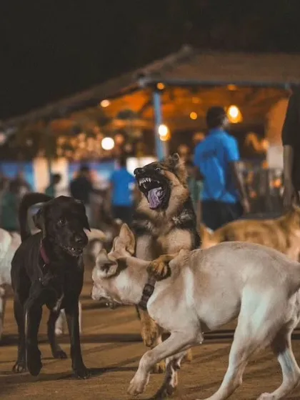 An action shot capturing the energy of two dogs engaged in a playful tussle under the evening lights.