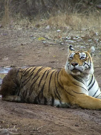 The legendary Queen Machli of Ranthambore, pictured here in 2007. She was an icon, a warrior, and the matriarch of a powerful dynasty. It was an honor to have witnessed her in her prime.