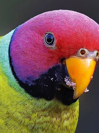 A macro shot of a male Plum-headed Parakeet's head. The incredible colors, from deep plum to turquoise, are shown in vivid detail, with small crumbs visible on its beak.