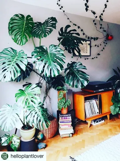 The Monstera Deliciosa is a favorite for making a bold statement. Its large, iconic leaves can transform a simple corner into a tropical focal point, as seen in this beautiful living room setup.