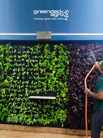 A vibrant vertical garden we installed for a residential flat in Balewadi, Pune. Our team is shown here providing routine watering and care to keep this living wall lush.