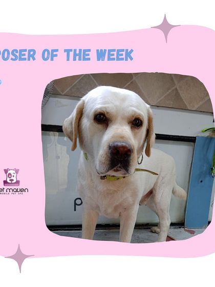 This lovely Labrador is looking clean and content after his session. Regular grooming helps manage shedding and keeps their coat in top condition.