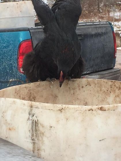 This chicken is determined to get every last scrap from the barrel. Their enthusiasm for the job is contagious. This symbiotic system reduces our feed costs and enriches the compost.