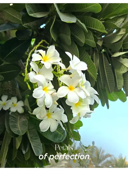 Petals of perfection. The local flora of a destination, like these beautiful frangipani in Doha, inspires our decor, bringing a touch of authentic, natural beauty to your celebration.