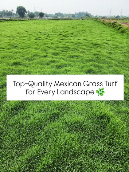 Delhi Gardner - Wholesale Plant & Turf Supply Natural Grass Turf: From Our Farm to Your Project photo 15