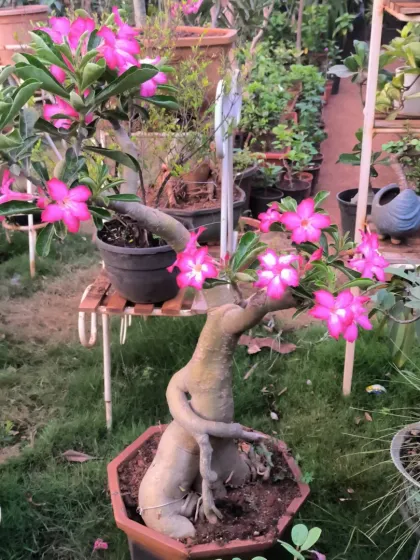 Bonsai: The Art of Miniature Trees photo 8