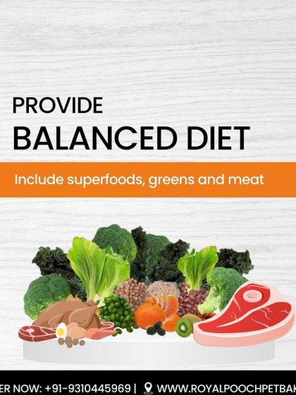 A balanced diet is key to your dog's health. I believe in including superfoods, greens, and quality meat in their diet. This graphic also shares important tips on cancer prevention for dogs.