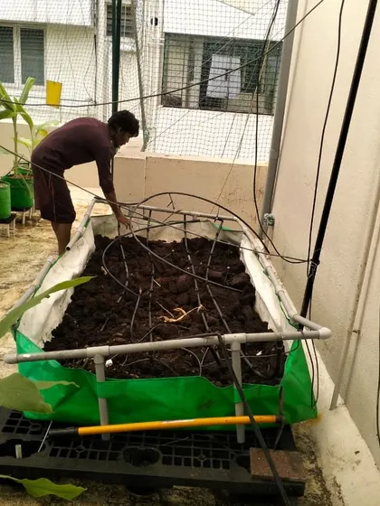 Here, our team member is tending to a large grow bed on a terrace. This maintenance work includes checking the soil, managing the drip irrigation lines, and ensuring the plants have a healthy foundation.