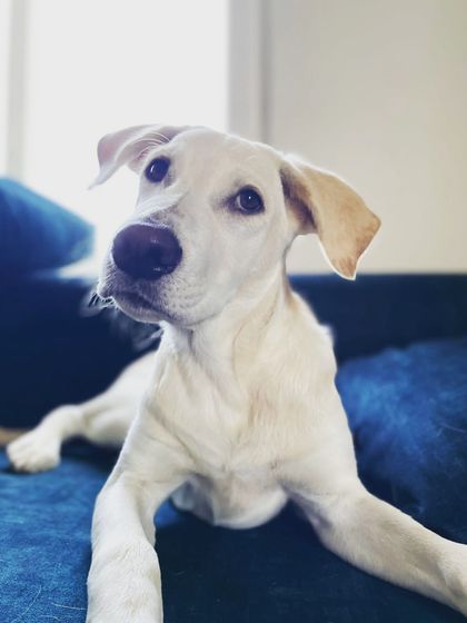 PL Paws - Animal Rescue & Rehabilitation Happy Tails: Our Adoption Stories photo 37