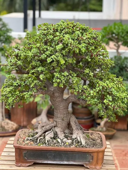 A detailed shot of a Portulacaria afra, or Jade bonsai, highlighting its thick trunk and well-developed surface roots, which add to its aged appearance.