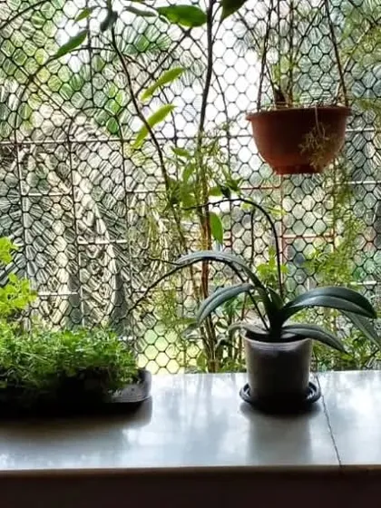 Freshly repotted bonsai and other plants on a window ledge in Andheri. Repotting is essential for long-term health and growth.