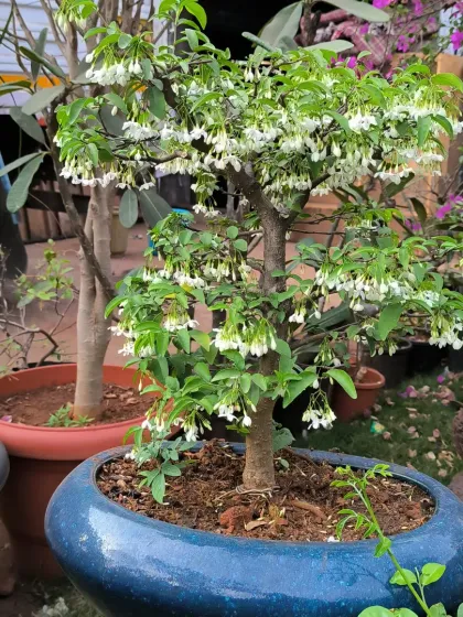 Bonsai: The Art of Miniature Trees photo 17