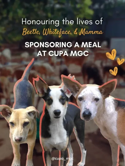 Cupa - Pet Adoption, Fostering & Sponsorship Join Our Cause: Support & Volunteer photo 5