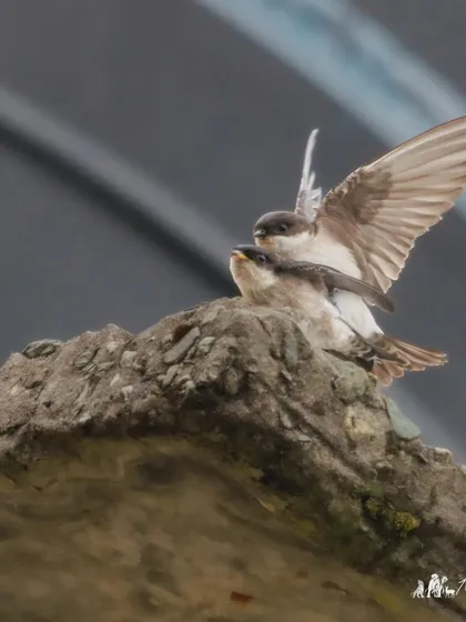 The delicate interaction between a pair of mating Asian House-Martins.