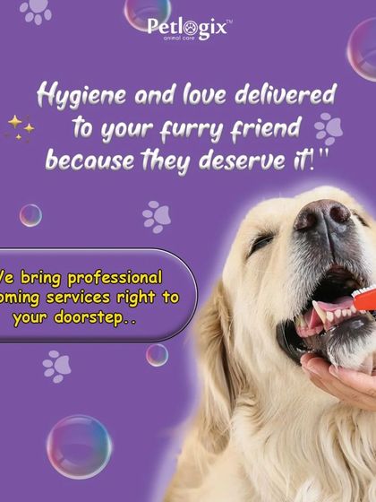 Hygiene and love, delivered. We bring professional grooming services right to your doorstep, including important services like dental brushing for your pet's health.