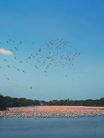 A panoramic view of the flamingo haven at DPS Lake. Thousands of birds cover the water while another flock circles above, showcasing the sheer scale of this wildlife spectacle right in the heart of the city.