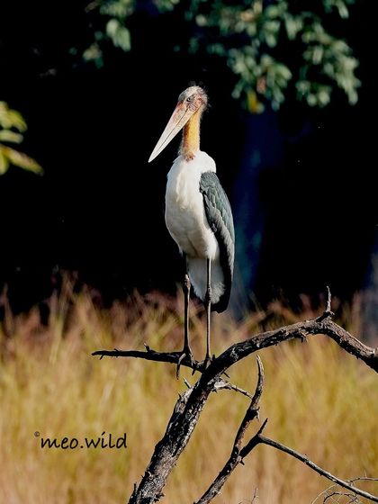 A stunning close-up of the Lesser Adjutant Stork. Its large, powerful beak and unique appearance make it a fascinating subject to photograph, a true giant of the bird world.