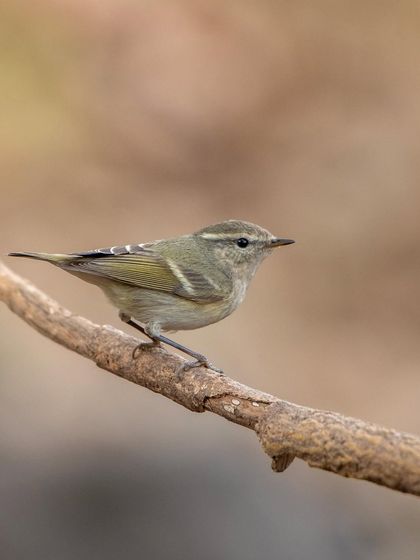 A Hume's Warbler spotted in my own backyard. It's a tiny, energetic bird that is always a challenge to photograph.