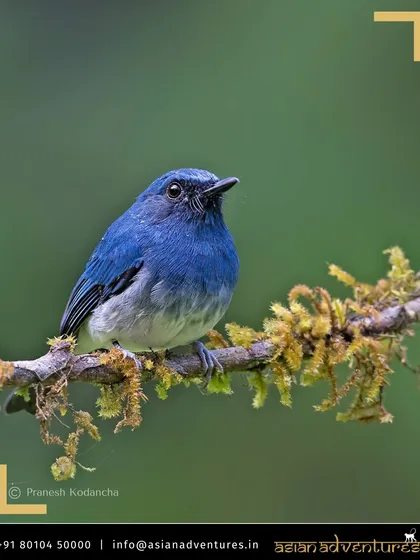 The Nilgiri Flycatcher, a beautiful blue bird endemic to the higher elevations of the Western Ghats. We take you to the shola forests and grasslands where this charming bird can be found.