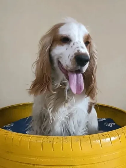 I love finding creative ways to make pets comfortable. This cocker spaniel is enjoying our quirky and popular nap spot, a custom bed made from a giant tire.