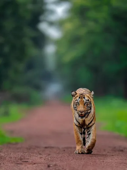 The perfect catwalk. This tiger moves with a confidence that commands respect. We focus on composition to emphasize this powerful stride.