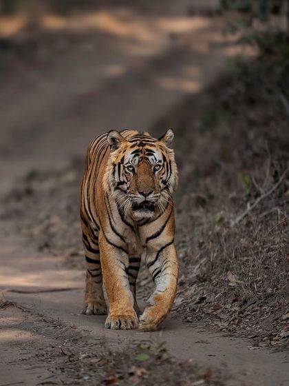 Tigers of India's Jungles photo 32