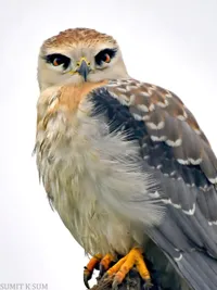Wildlife Photography & Filmmaking