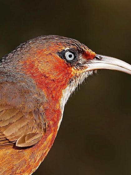 An intense portrait of a Rusty-cheeked Scimitar Babbler. The shot emphasizes its unique, decurved bill and the striking pale blue ring around its eye, set against its rust-colored face.