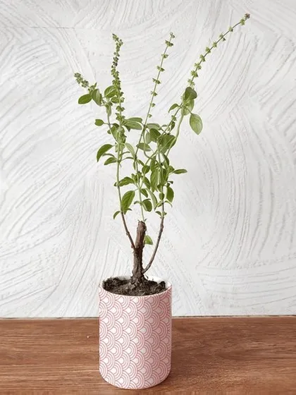 The Tulsi, or Holy Basil, is a sacred plant in many Indian homes, valued for its spiritual and medicinal properties. I offer healthy Tulsi plants in simple, elegant pots, ready to be a part of your home.