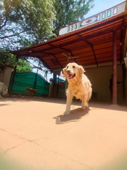 Stay - Dog Daycare Happy Faces of Stay photo 54