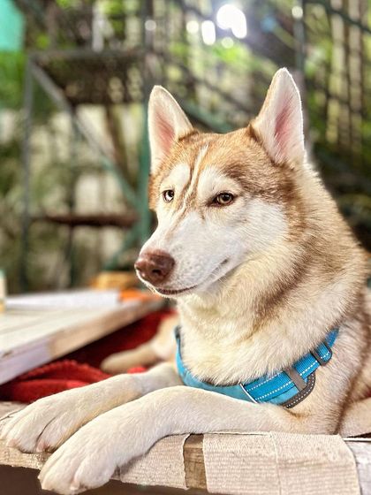 PL Paws - Dog Adoption Services Happy Tails: Our Adoptees in Their Forever Homes photo 74