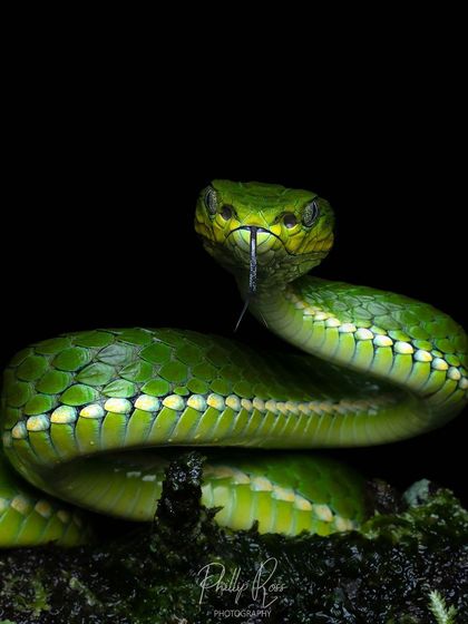 A large scale pit viper in a hypnotic pose reminiscent of Kaa from The Jungle Book.