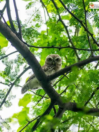 A restored forest is a living habitat. Spotting this watchful owlet in our Jaunapur City Forest is a sign that our efforts are creating a safe sanctuary for wildlife to return and thrive right in the heart of the city.