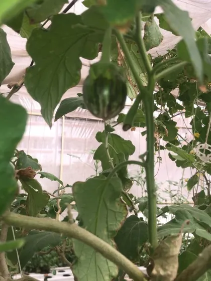 A young brinjal taking shape in a rooftop polyhouse. We monitor plant health closely to ensure vegetables grow perfectly from the very beginning.