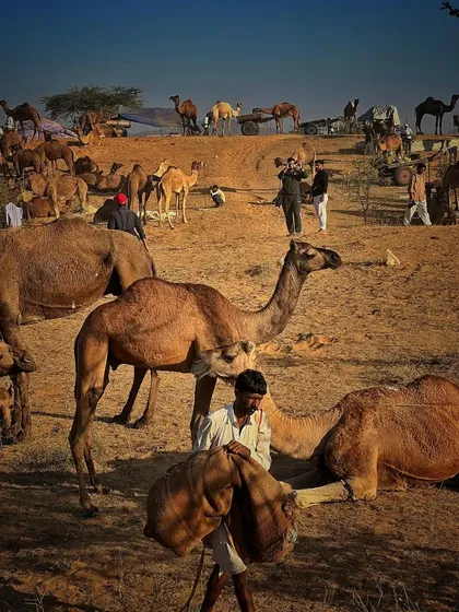 A wide shot showing the sheer number of camels gathered at the Pushkar Fair. This gives a sense of the scale of this massive livestock and cultural event.