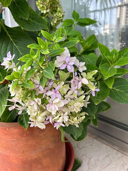 Our Native Plant Showcase photo 35