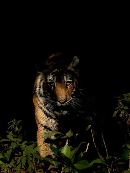 Tigers of India's Jungles photo 71