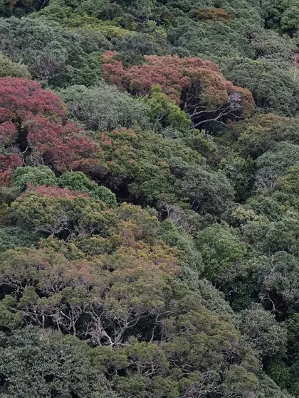 The dense canopy of a shola forest, part of a tiger landscape. The rich tapestry of greens and reds shows the incredible biodiversity that these protected areas support.